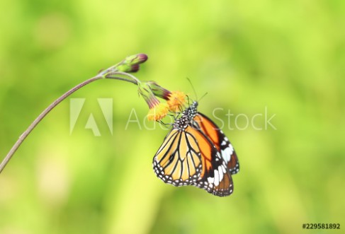 Picture of Closeup butterfly on flower Common tiger butterfly